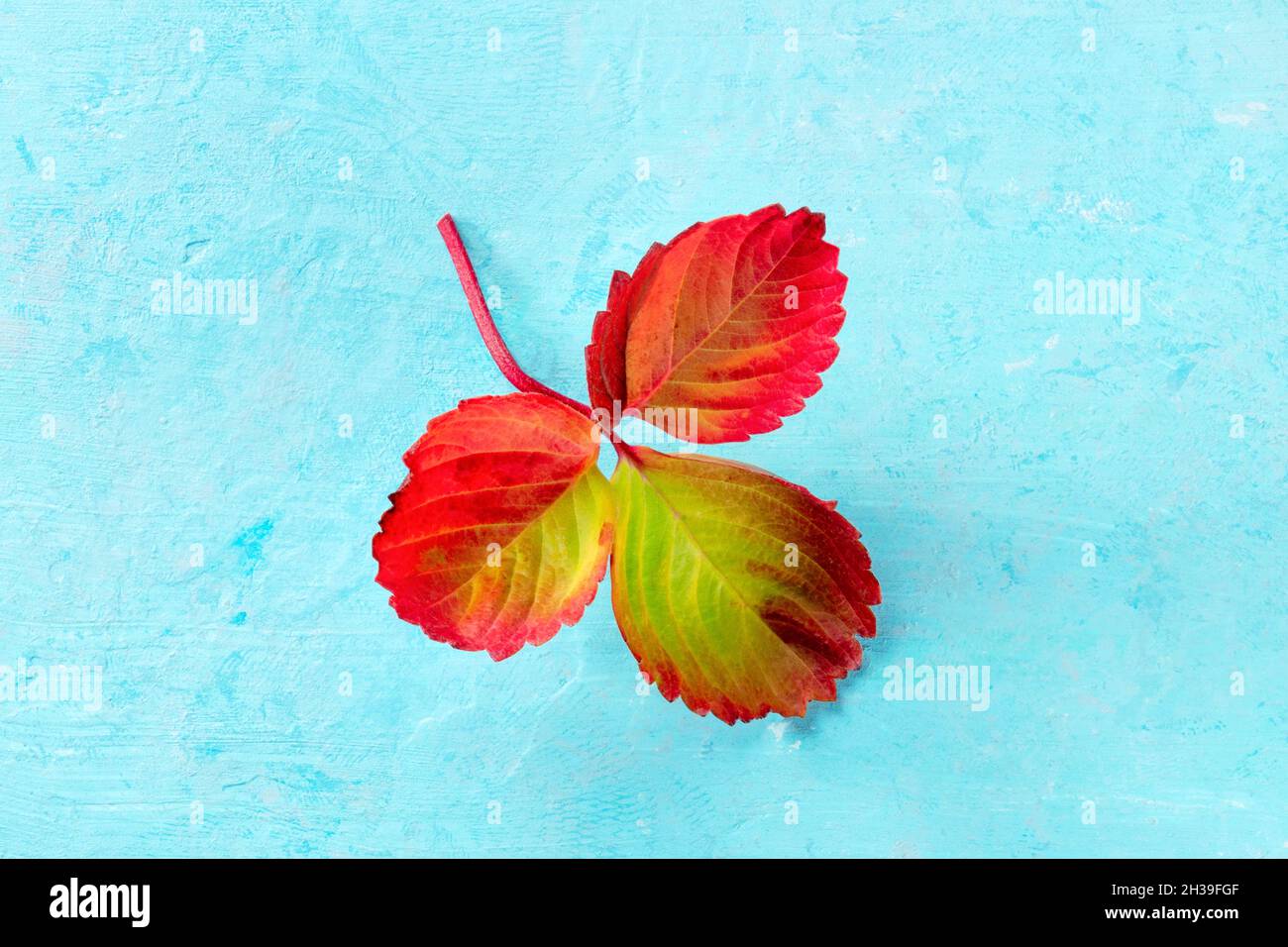 Colorata foglia autunnale su sfondo blu, stagione autunnale Foto Stock