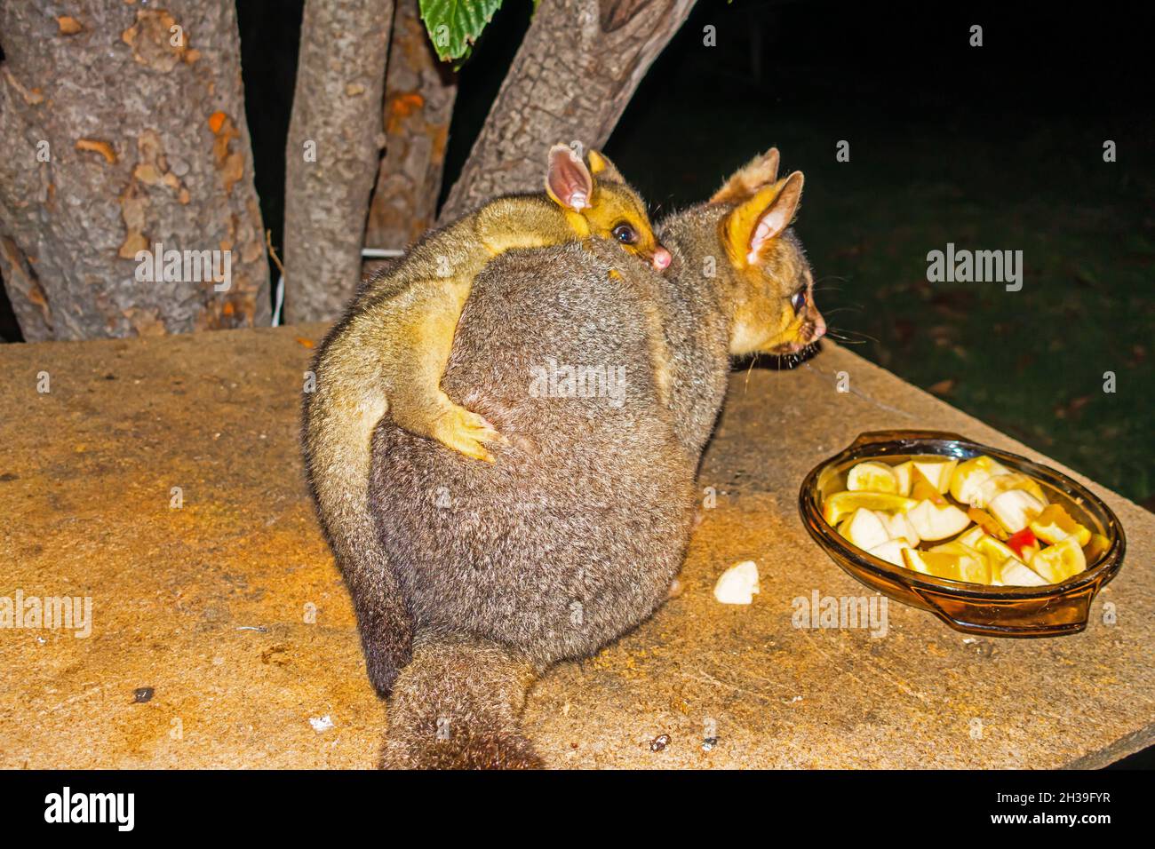 aby possum sulla schiena delle madri, Trichosurus vulpecula. Foto Stock