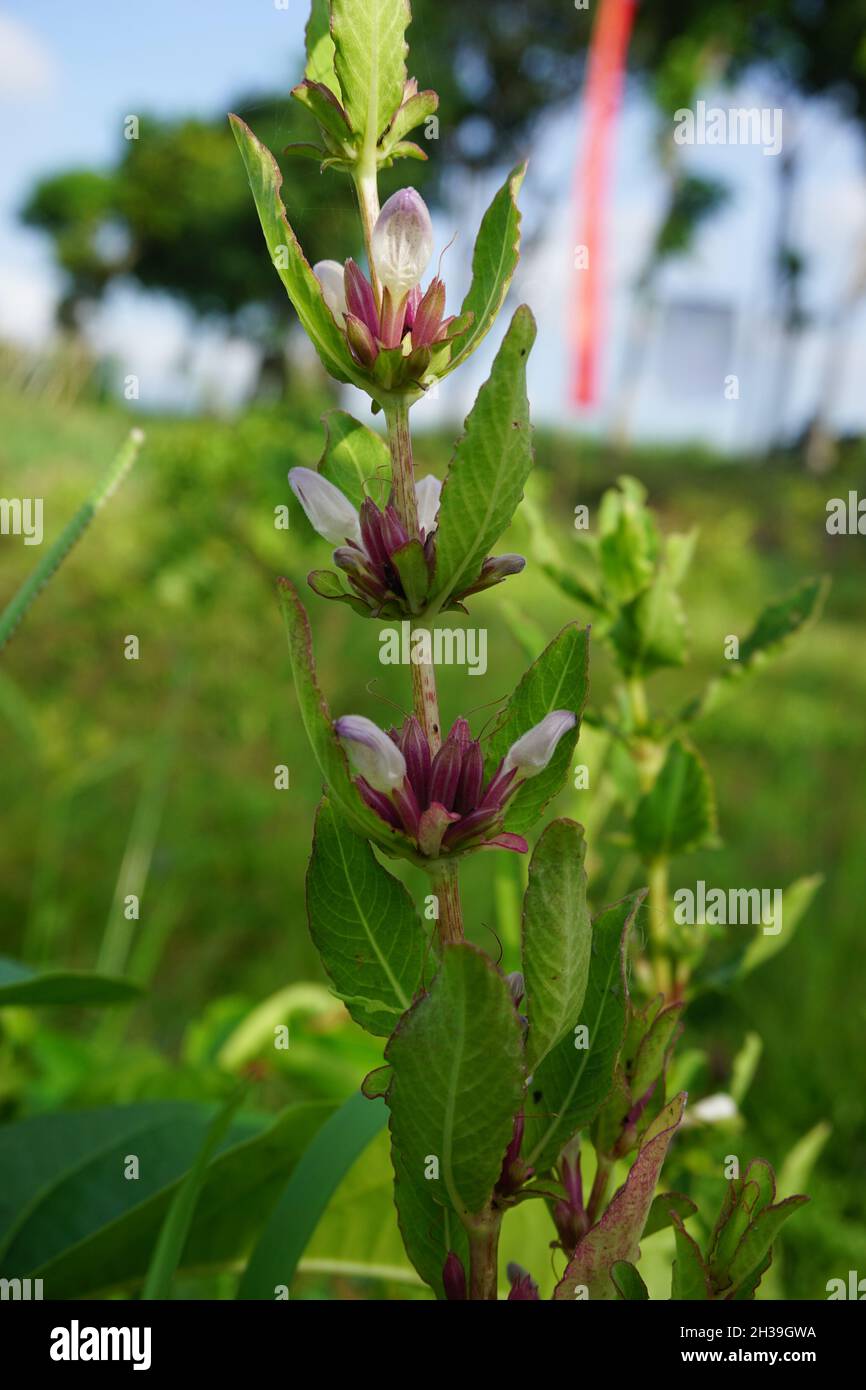 Gentianella amarella (detta anche genziana autunnale, genziana nana autunnale, felwort autunnale) con sfondo naturale Foto Stock