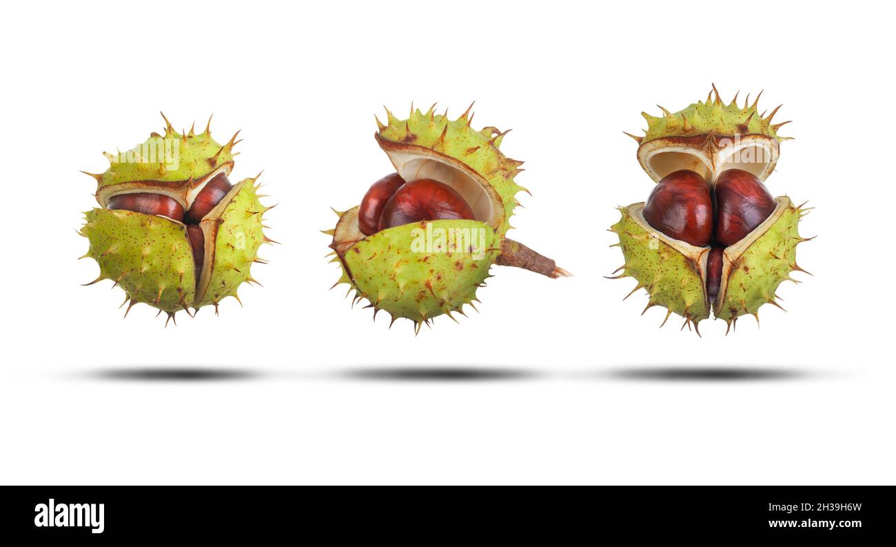 Apertura Conker in tre fasi che mostrano all'interno di casse verdi con punte da vicino isolato su bianco con ombra. Protezione naturale e concetto di sicurezza. Natu Foto Stock