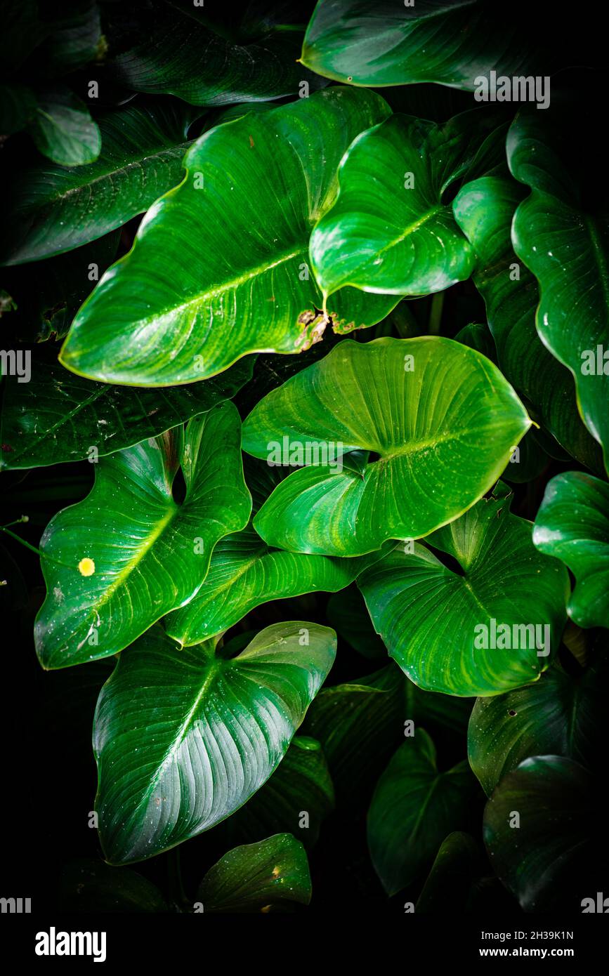 Primo piano di piante foglia shot da alto angolo Foto Stock