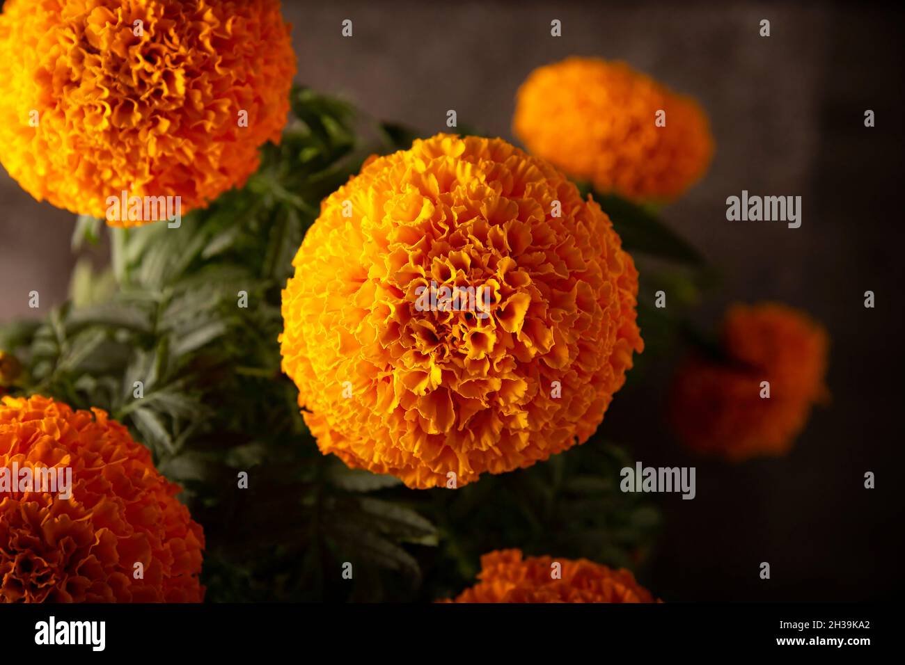Primo piano di fiori d'arancio Cempasuchil o Marigold. (Tagetes erecta) tradizionalmente utilizzato negli altari per la celebrazione del giorno dei morti in Messico Foto Stock