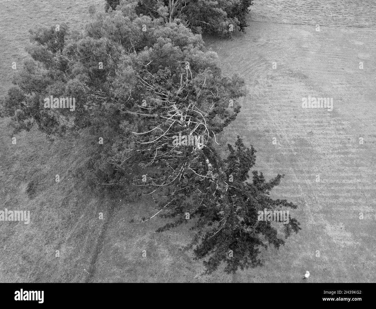 Vista dall'alto in bianco e nero di un albero piegato dall'età e dal vento in un campo di campagna, con una figura inidentificabile in basso a destra Foto Stock
