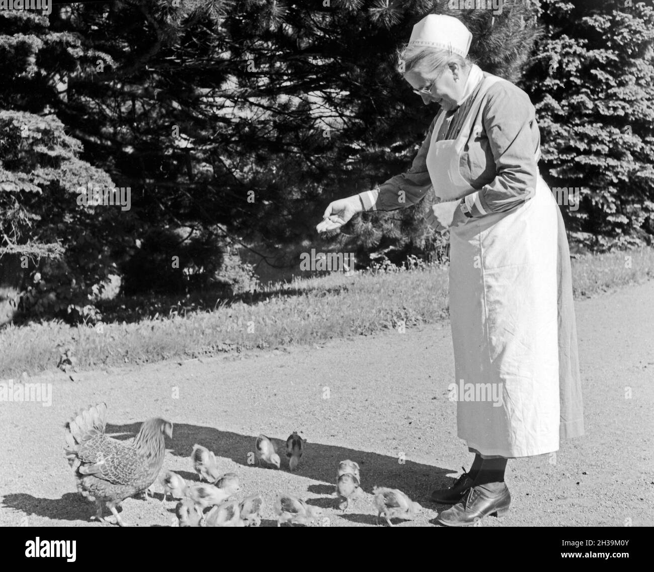 Eine Schwester im Mutter und tipo Heim in Tabarz, Thüringer Wald, füttert die Hühner. Un infermiere di alimentazione del pollame a una madre e un bambino ricreazione home a Tabarz, Turingia. Foto Stock