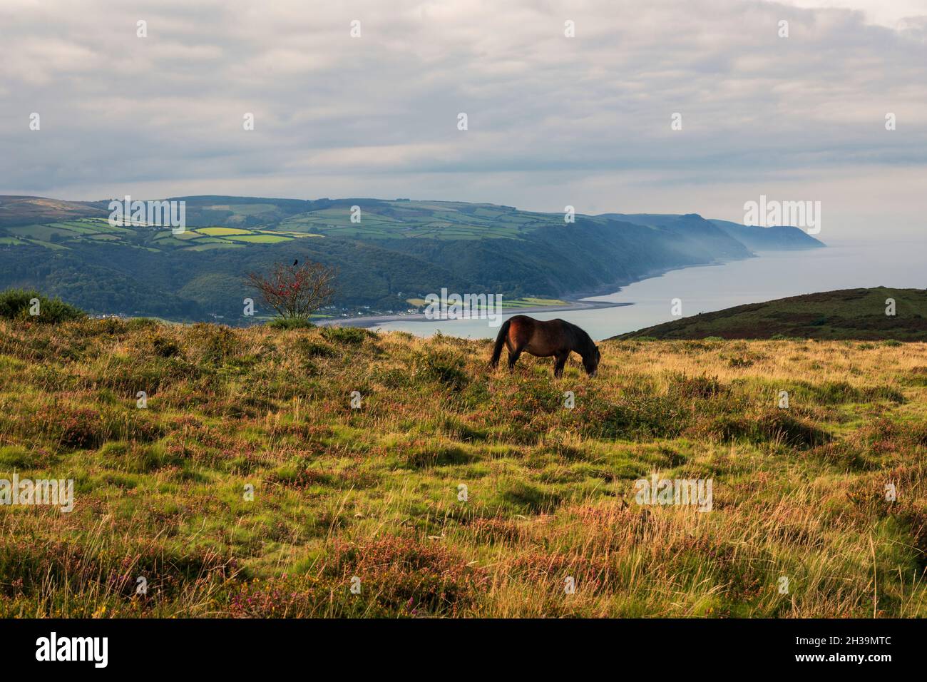 Pony selvatico che pascola a Bossington Hill, Exmoor, Somerset, Inghilterra sud-occidentale Foto Stock