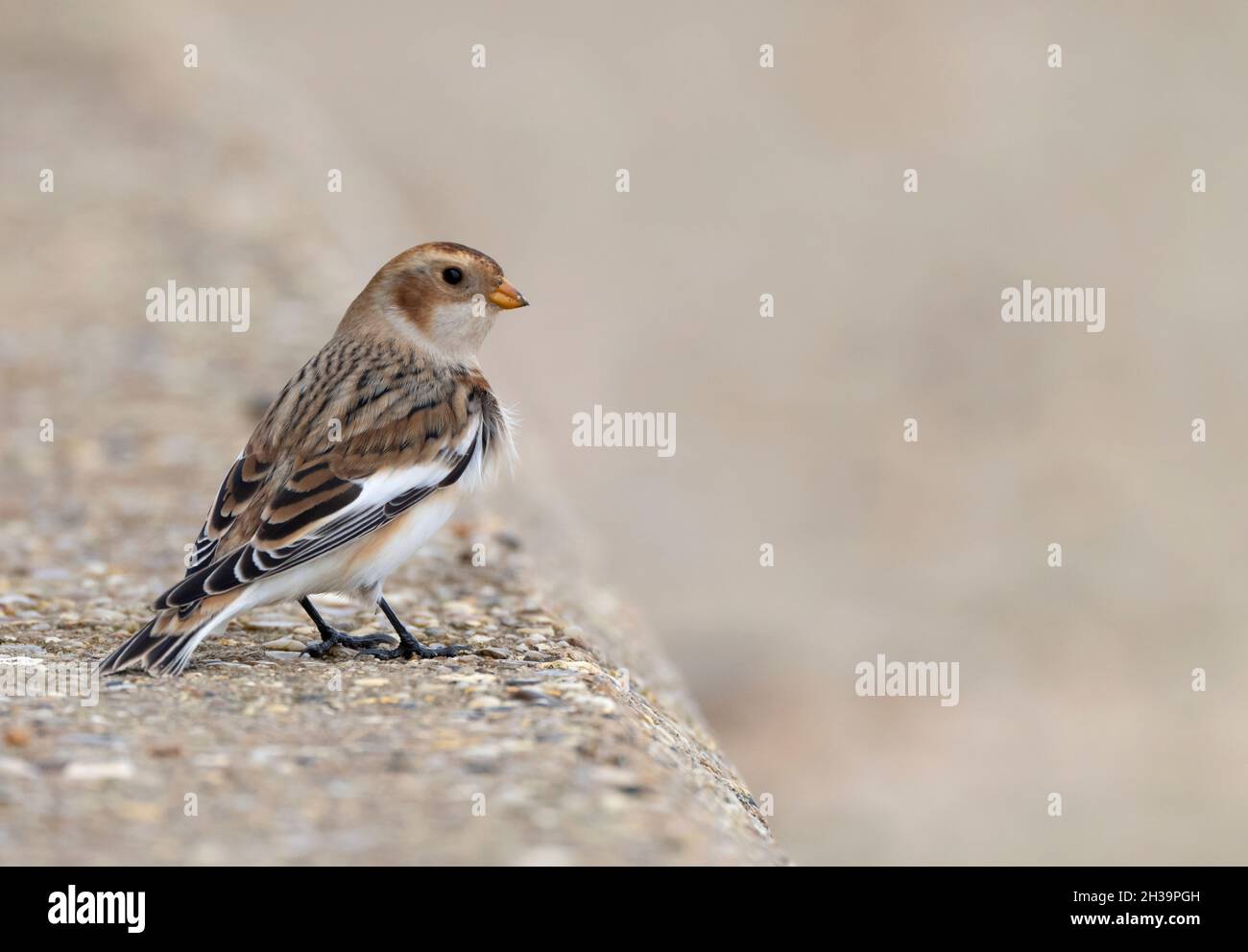 Donna mungere neve (Plettrophenax nivalis) in autunno / inverno piumage foraging per cibo su una spiaggia, Norfolk Foto Stock