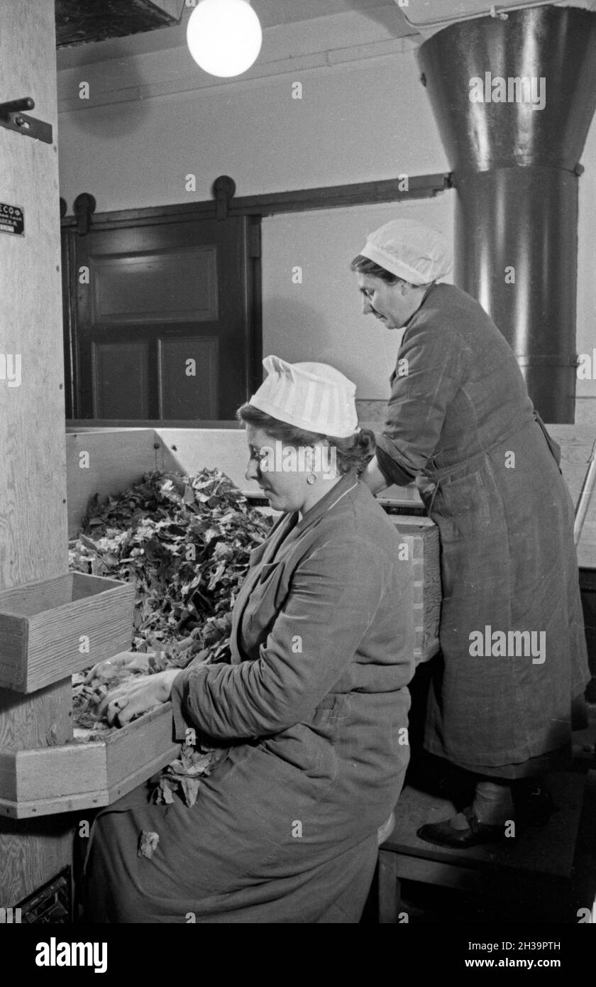 Zwei Mitarbeiterinnen geben Tabakblätter für die Herstellung von Zigaretten in den Häcksler in der Zigarettenfabrik Kyriazi ad Amburgo, Deutschland 1930er Jahre. Femmina di due membri dello staff spingendo le foglie di tabacco nel raccolto trinciatore per la produzione di sigarette al Kyriazi fabbrica di sigarette a Amburgo, Germania 1930s. Foto Stock