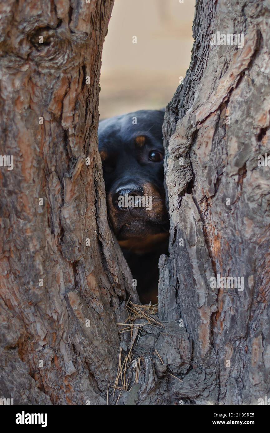 Un ritratto insolito di una femmina Rottweiler. Il cane guarda nella telecamera attraverso un tronco di albero diviso. PET. Esterno. Messa a fuoco selettiva. Foto Stock