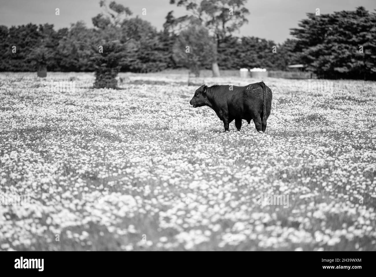Primo piano di tori di manzo stud, mucche e vitelli che pascolo su erba in un campo, in Australia. Razze di bestiame includono parco speckle, murray grigio, angus, reggiseno Foto Stock