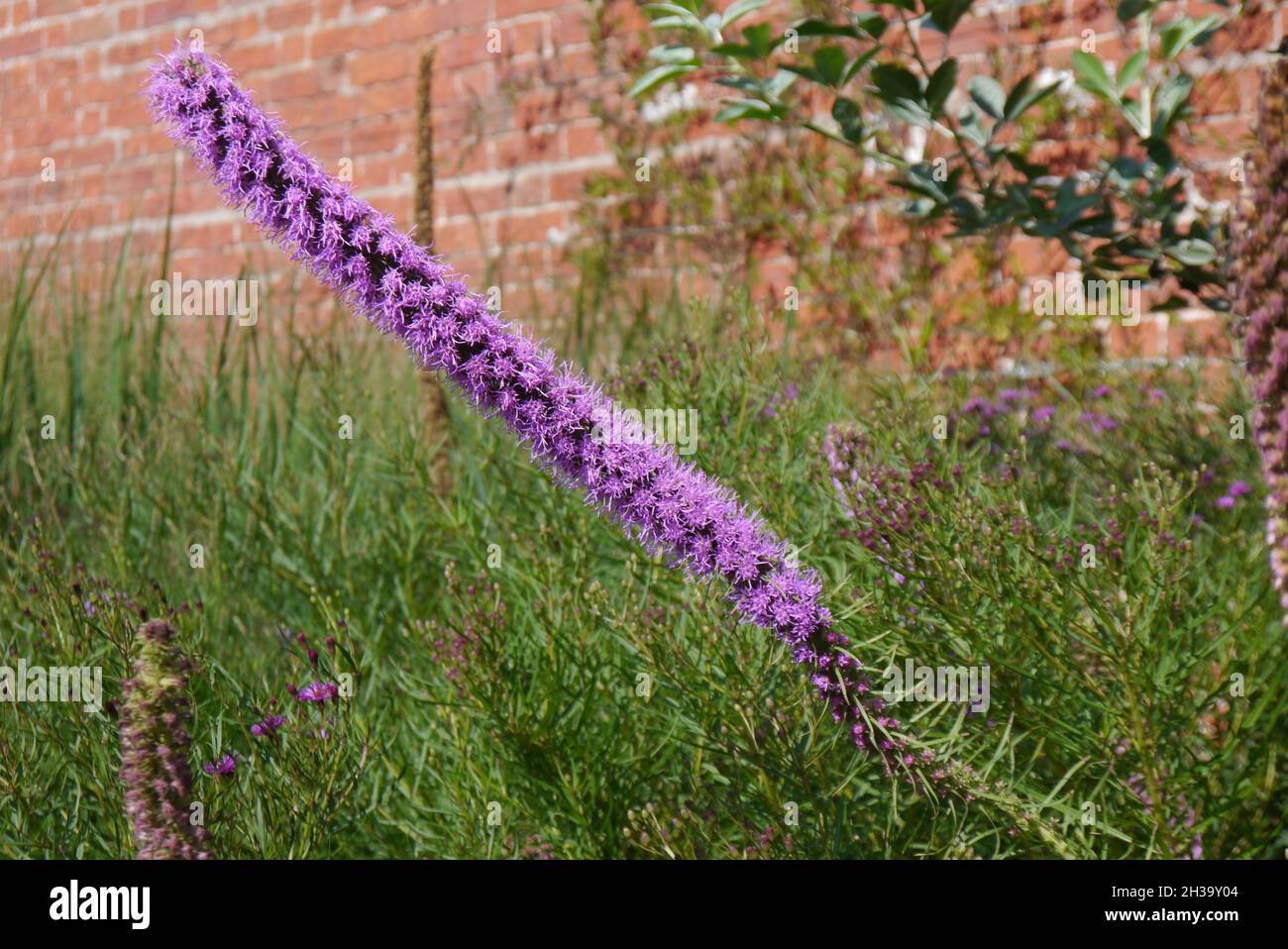 Long Tall Spiky Purple Garden Speedwell (Veronica longifolia) Fiori cresciuti nei confini a RHS Garden Bridgewater, Worsley, Manchester, UK. Foto Stock