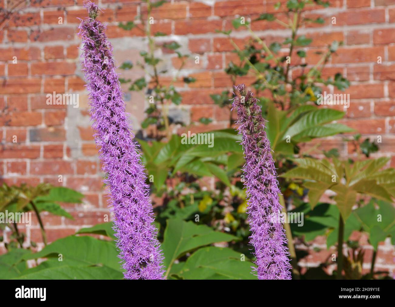 Long Tall Spiky Purple Garden Speedwell (Veronica longifolia) Fiori cresciuti nei confini a RHS Garden Bridgewater, Worsley, Manchester, UK. Foto Stock