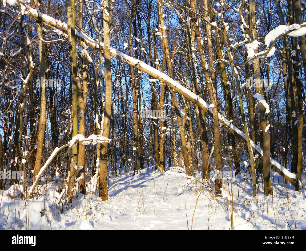 Paesaggio invernale. Bella foresta invernale nella neve. Mattina presto gelido nella foresta. Foto Stock