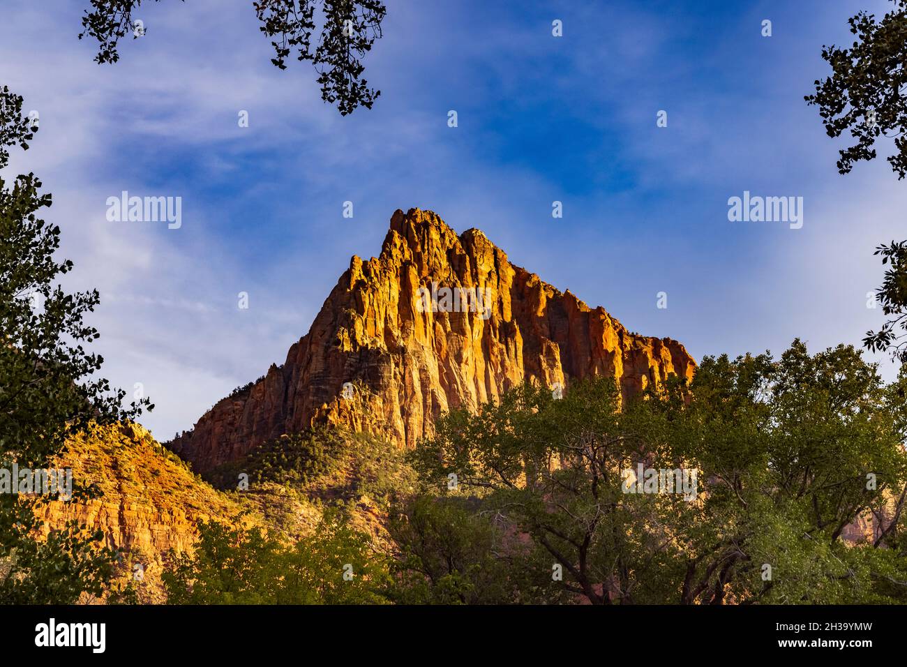 La luce dorata del sole che tramonta illumina il Watchman, una maestosa formazione rocciosa nello Zion National Park, Springdale, Washington County, Utah, USA. Foto Stock