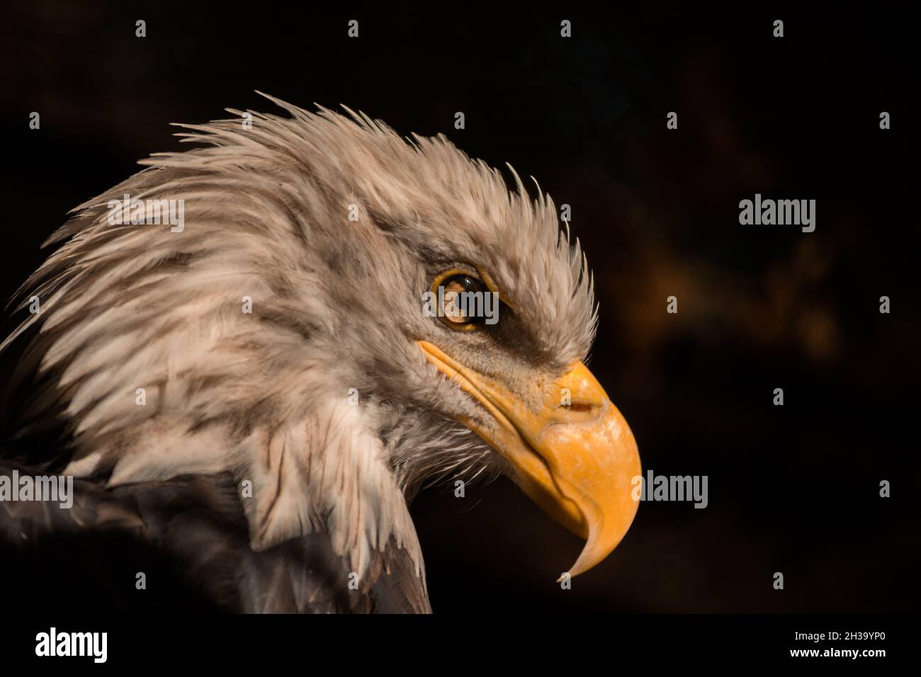 La testa di Eagle in profilo. Becco di aquila giallo affilato. Look Eagle. Foto Stock