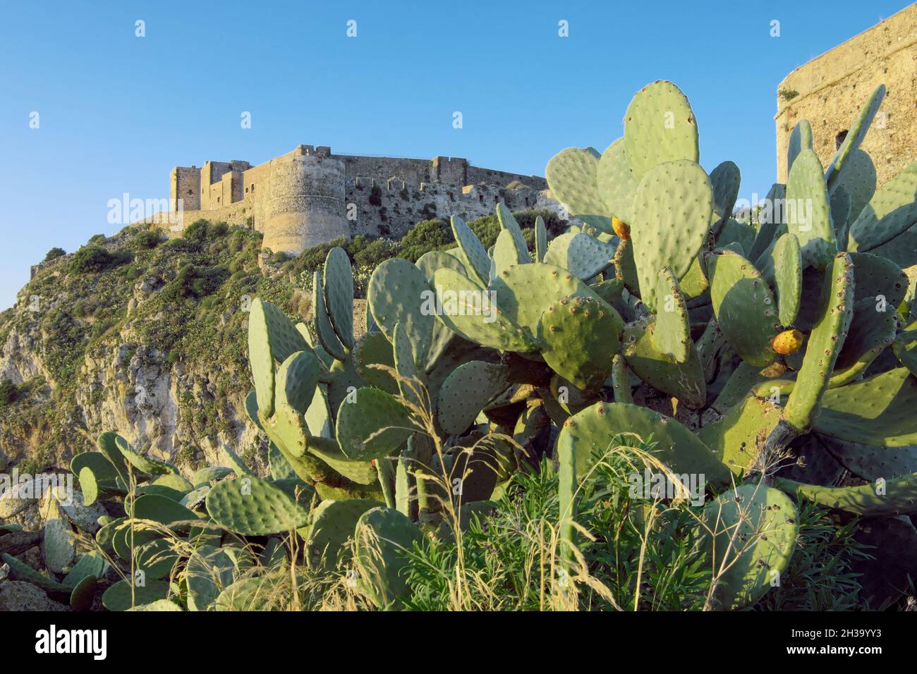 Il castello di Milazzo era un fortilizio inespugnabile ed è la più grande cittadella fortificata della Sicilia in primo piano cactus di pera di prickly Foto Stock