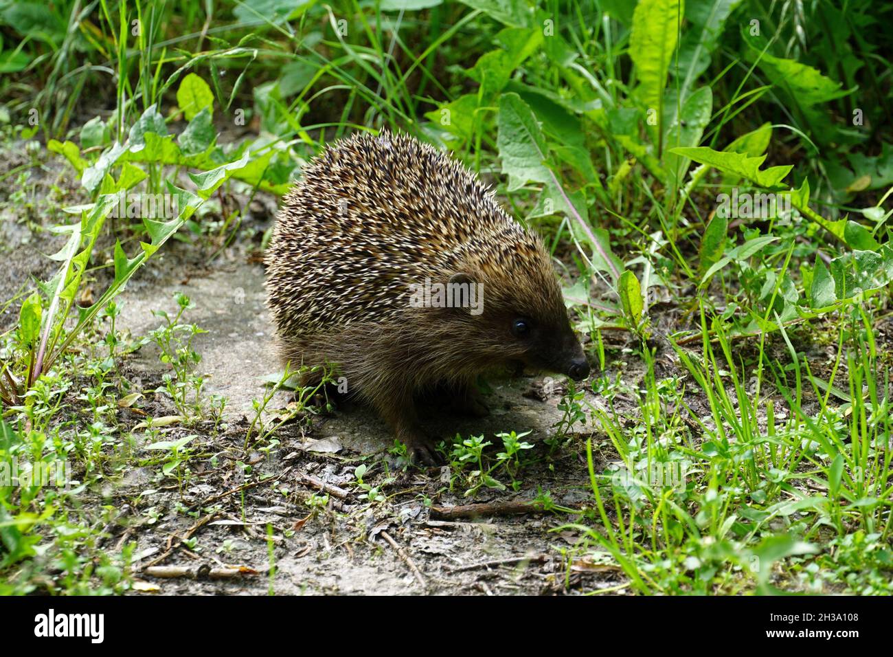 Hedgehog nel suo habitat naturale. Fotografia della fauna selvatica Foto Stock
