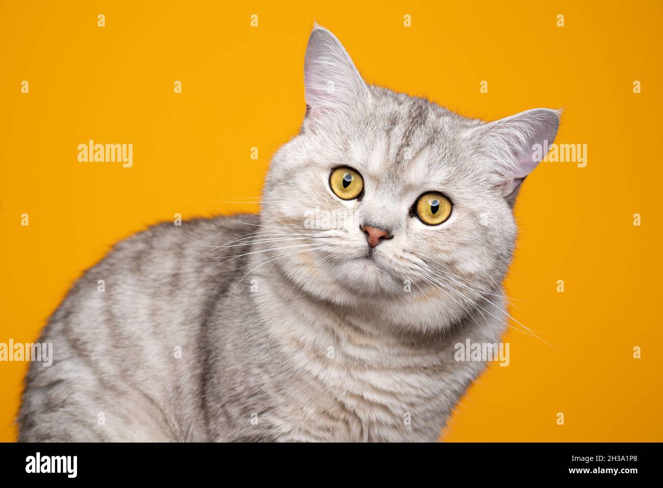 cute soffice gatto britannico shorthair con pelliccia di tabby d'argento su sfondo giallo che corrisponde al colore dell'occhio Foto Stock