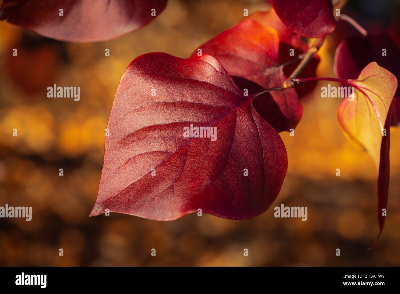 Bella foglia di Syringa in autunno. Vista ravvicinata della foglia di maroon della cespuglio di Lilac. Concetto e idea di fine autunno stagione. Macro shot con tasto basso Foto Stock