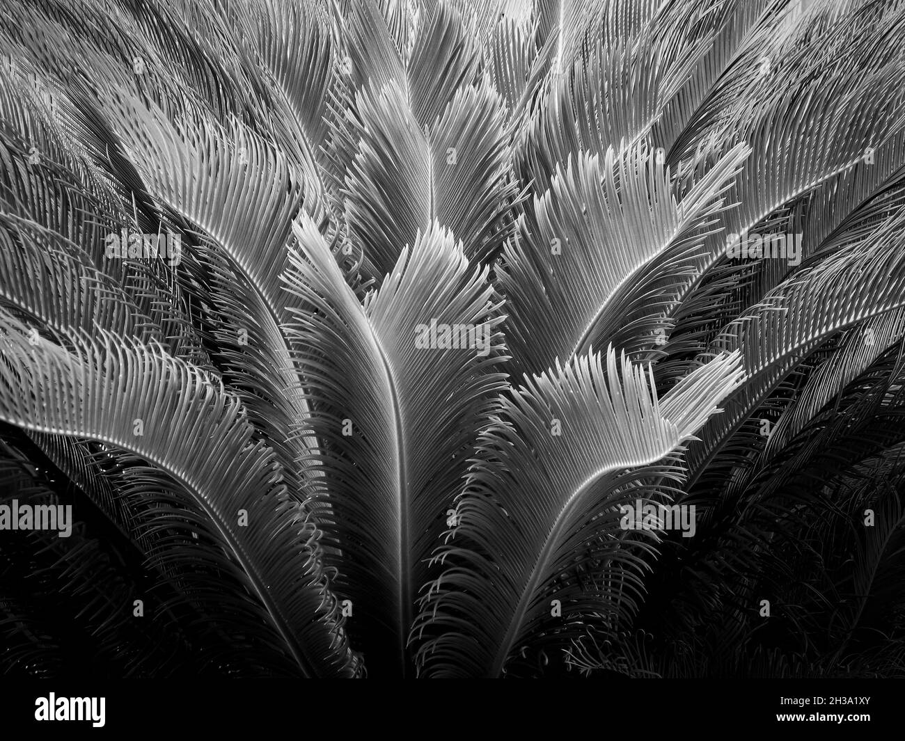 Cycas cycad palme tropicali in giardino, full frame, corona circolare, forma a ventaglio. Immagine in bianco e nero. Foto Stock