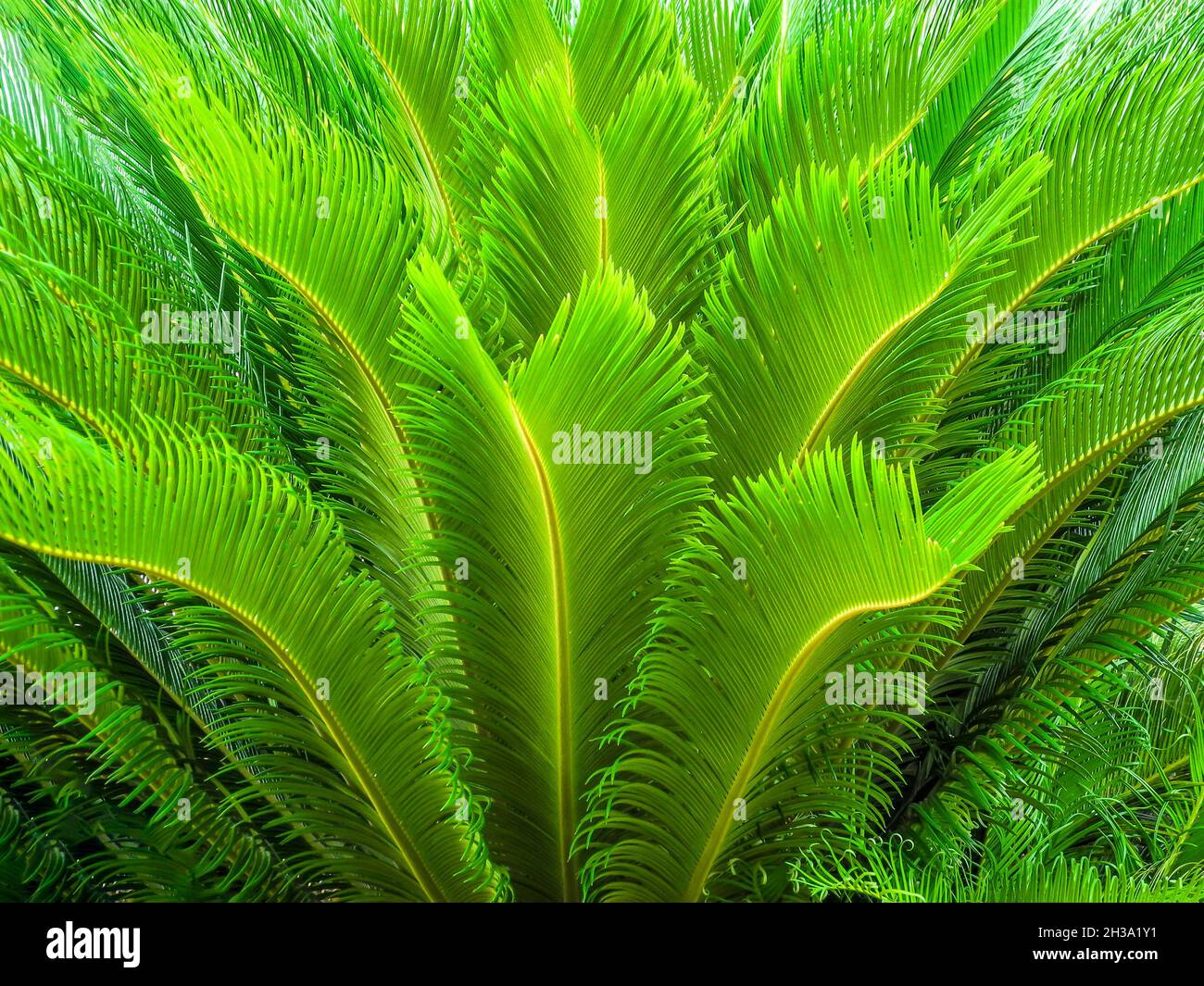 Cycas cycad palme tropicali in giardino, full frame, corona circolare, forma a ventaglio Foto Stock