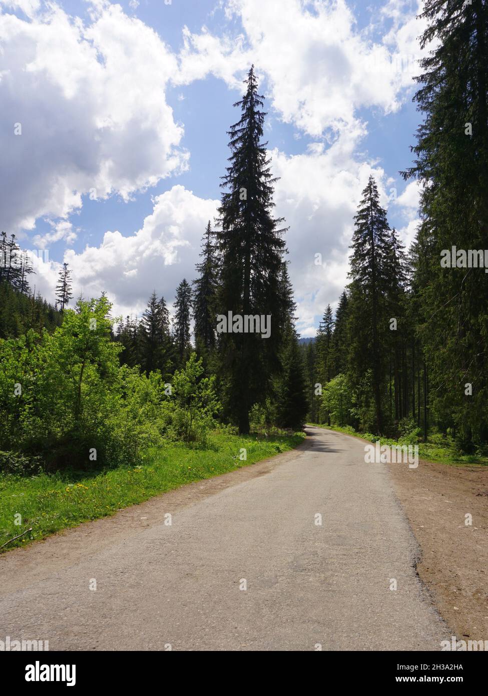 Sentiero principale per la Valle di Chocholowska nei Monti Tatra, Polonia Foto Stock