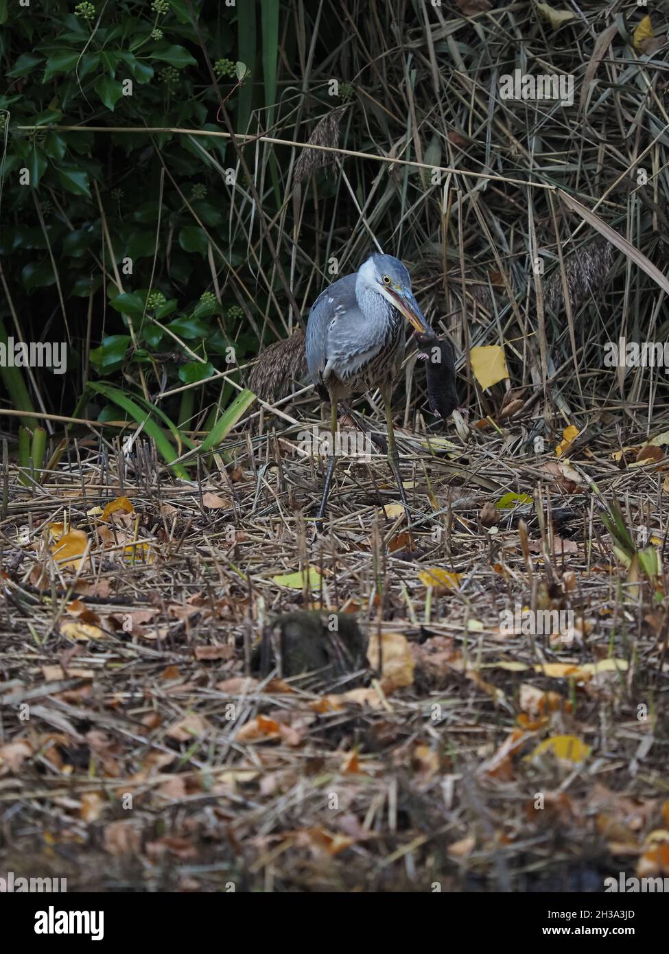 Ero molto sorpreso di osservare la cattura di airone e finalmente mangiare una talpa all'interno della lettiera di un letto di reedbed, c'era acqua aperta tutto intorno! Foto Stock