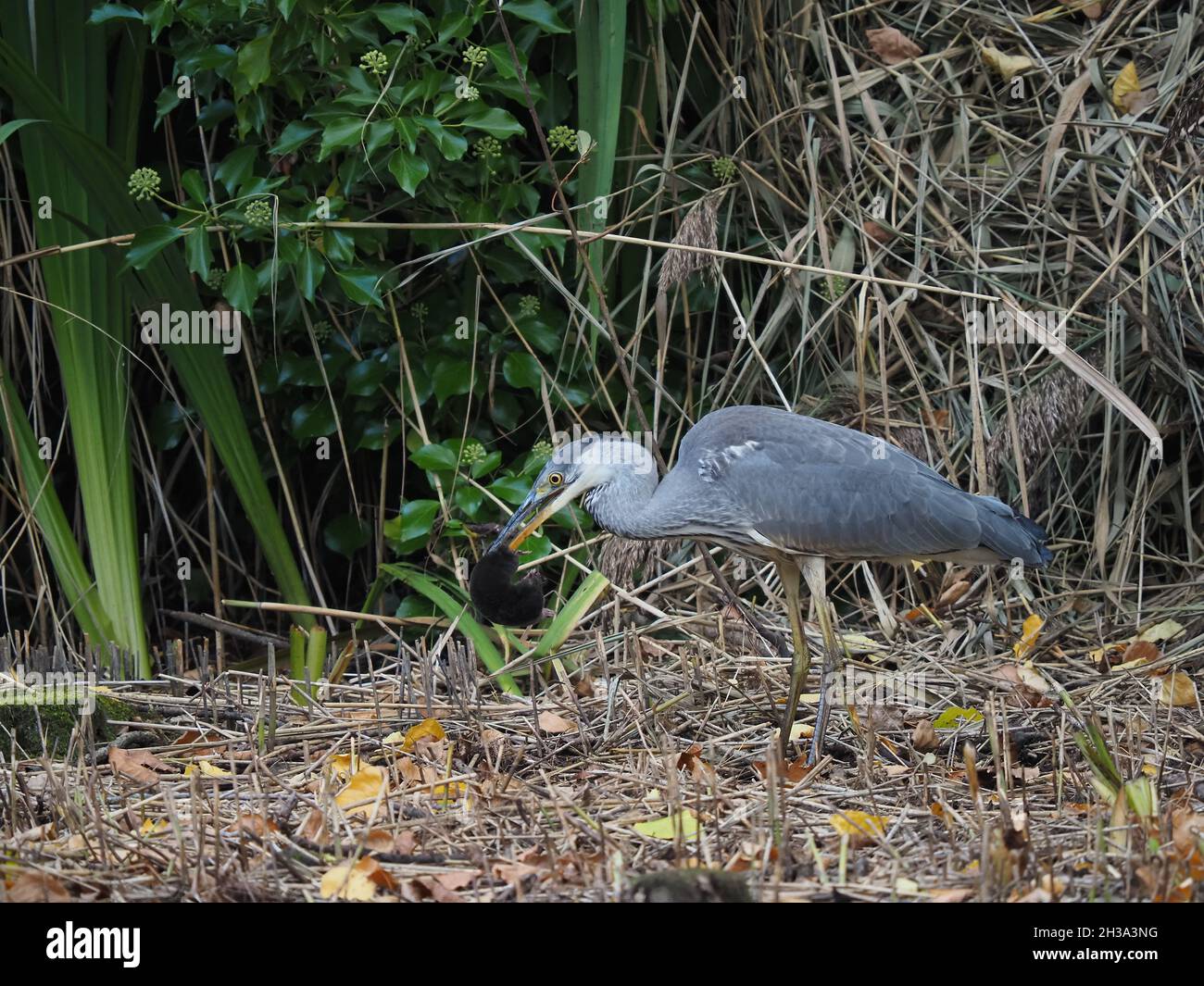 Ero molto sorpreso di osservare la cattura di airone e finalmente mangiare una talpa all'interno della lettiera di un letto di reedbed, c'era acqua aperta tutto intorno! Foto Stock
