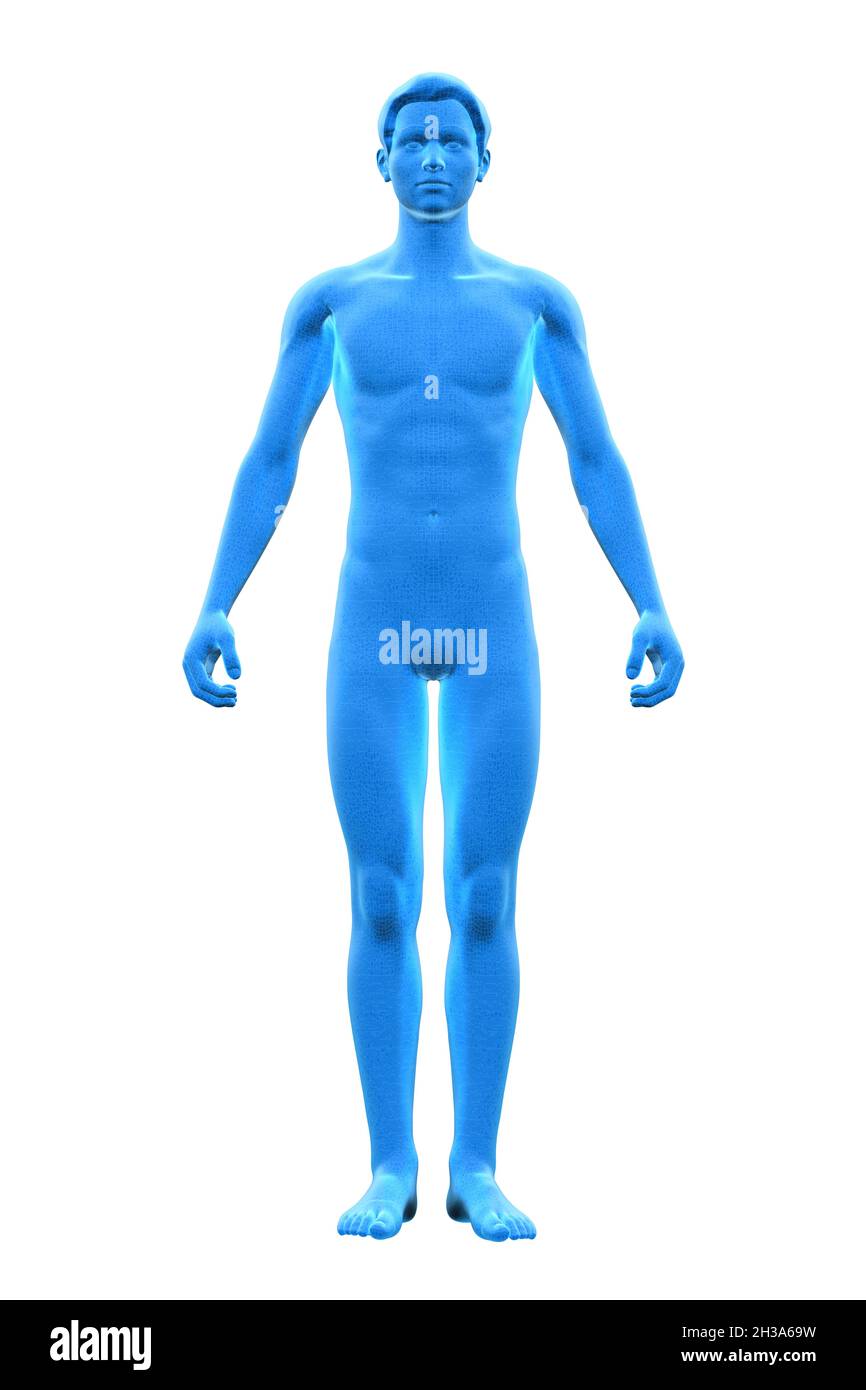 Uomo, corpo umano maschio, 3D Foto Stock