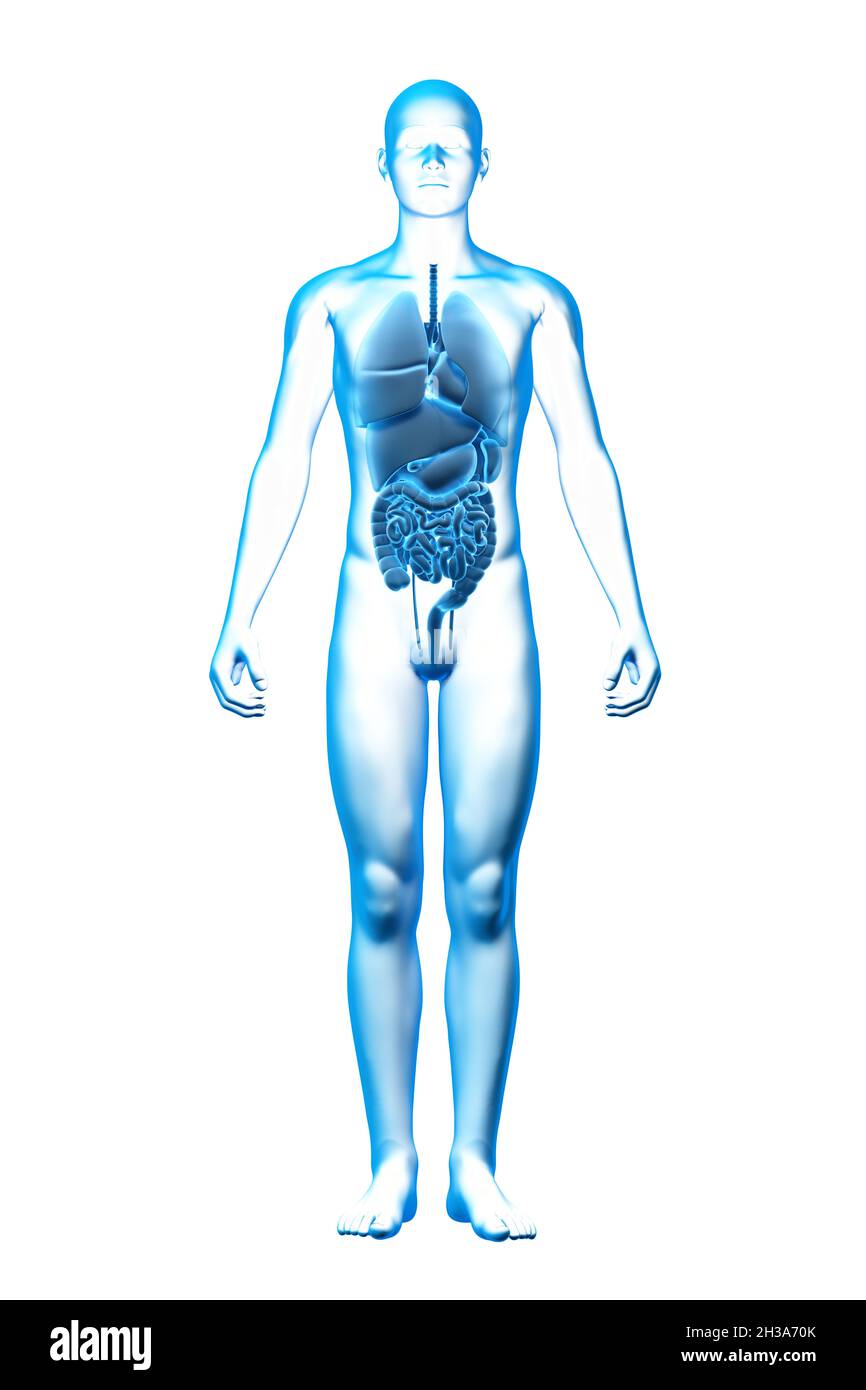 Organo interno, corpo umano, modello 3D medico Foto Stock