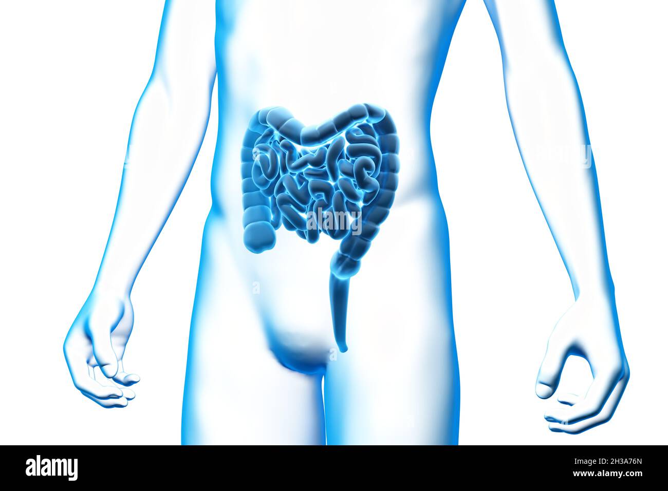 Intestino, organo, corpo umano, modello 3D medico Foto Stock