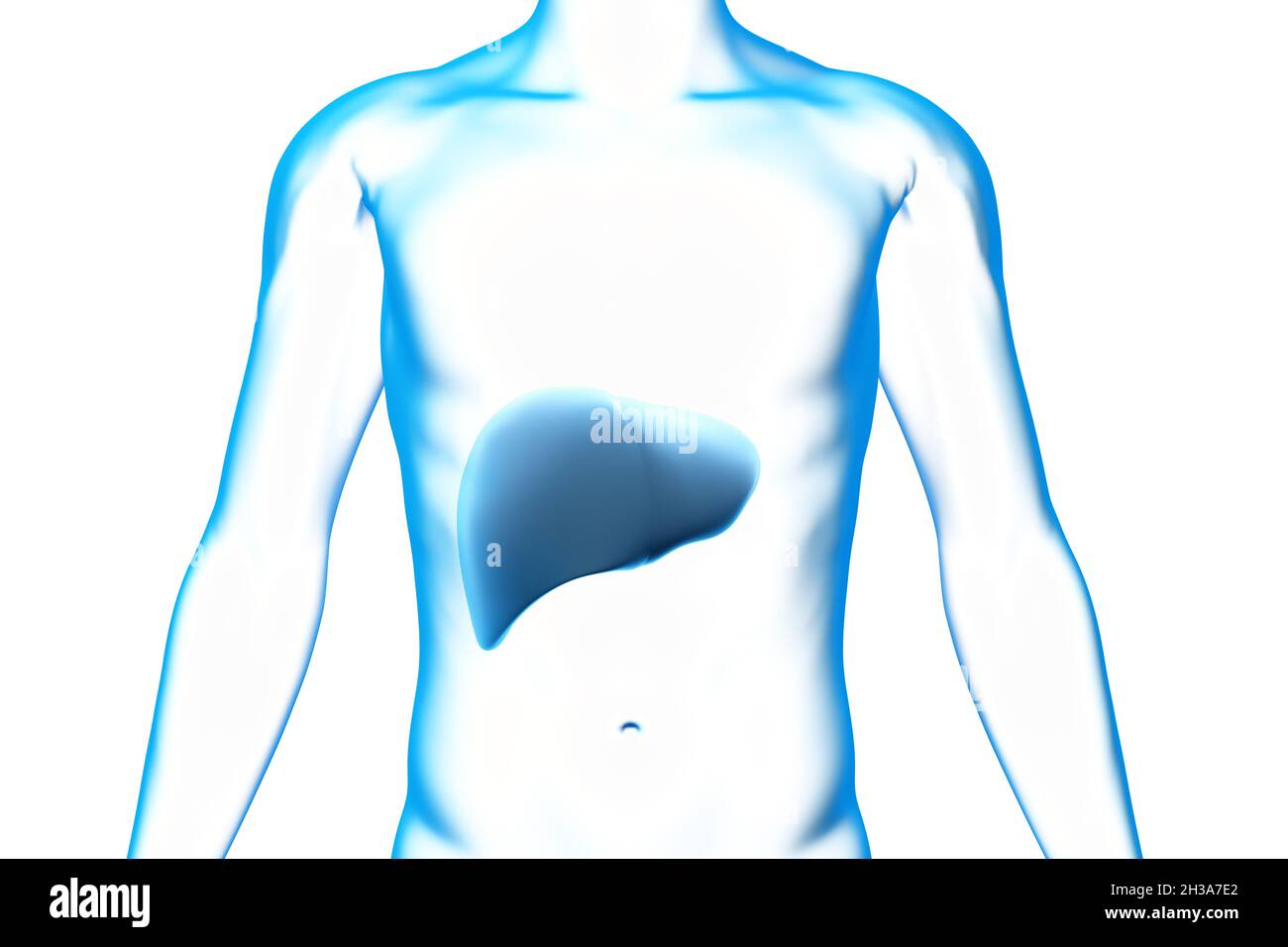 Fegato, organo, corpo umano, modello 3D medico Foto Stock