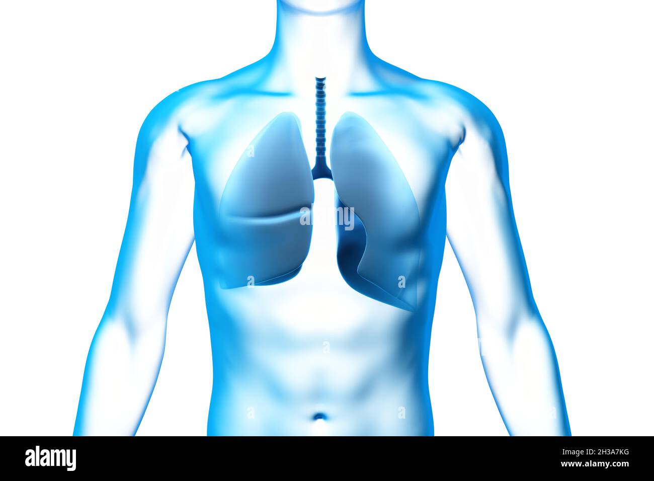 Polmone, organo, corpo umano, modello 3D medico Foto Stock