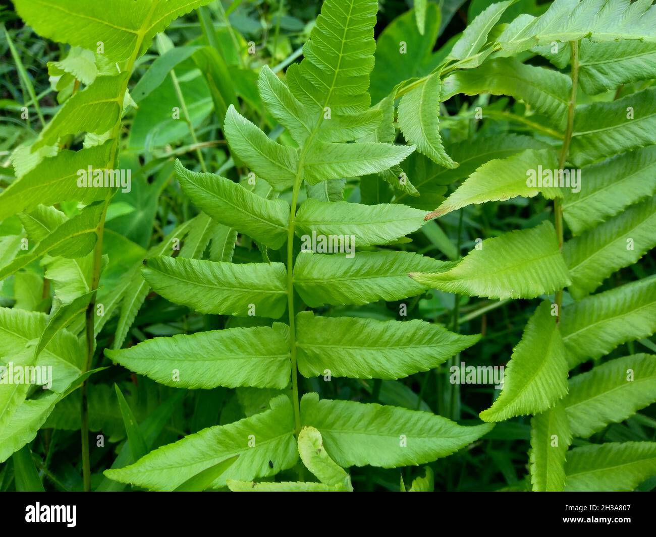 Passiflora foetida (detta anche Passiflora foetida, passionflower in spintilla, maracuja selvaggia, frutto della passione del cespuglio) con sfondo naturale. In passato Foto Stock