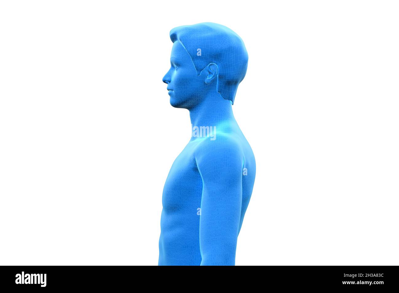 Uomo, corpo di maschio umano, 3D, Torso superiore Foto Stock