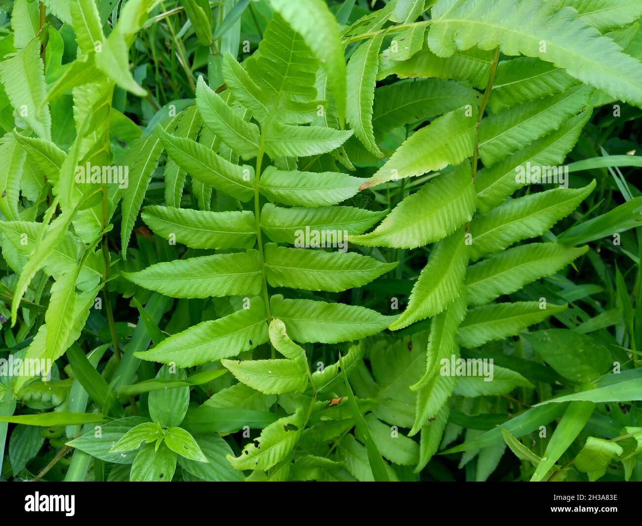 Passiflora foetida (detta anche Passiflora foetida, passionflower in spintilla, maracuja selvaggia, frutto della passione del cespuglio) con sfondo naturale. In passato Foto Stock