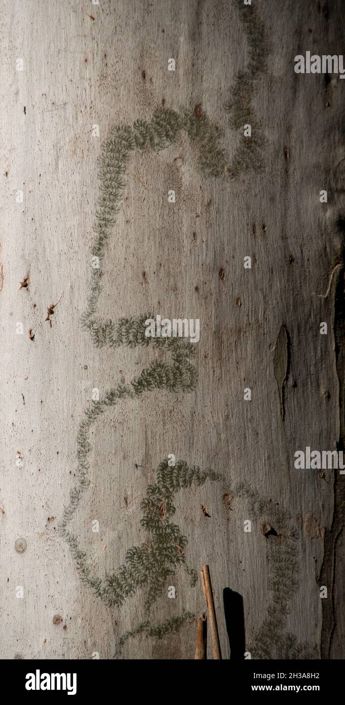 Sentiero lasciato da bruco di Scribbly Gum Moth australiano, Ogmograptis scribula, nella corteccia d'argento di un albero gengivale, eucaliptis grandis, nella foresta pluviale. Foto Stock