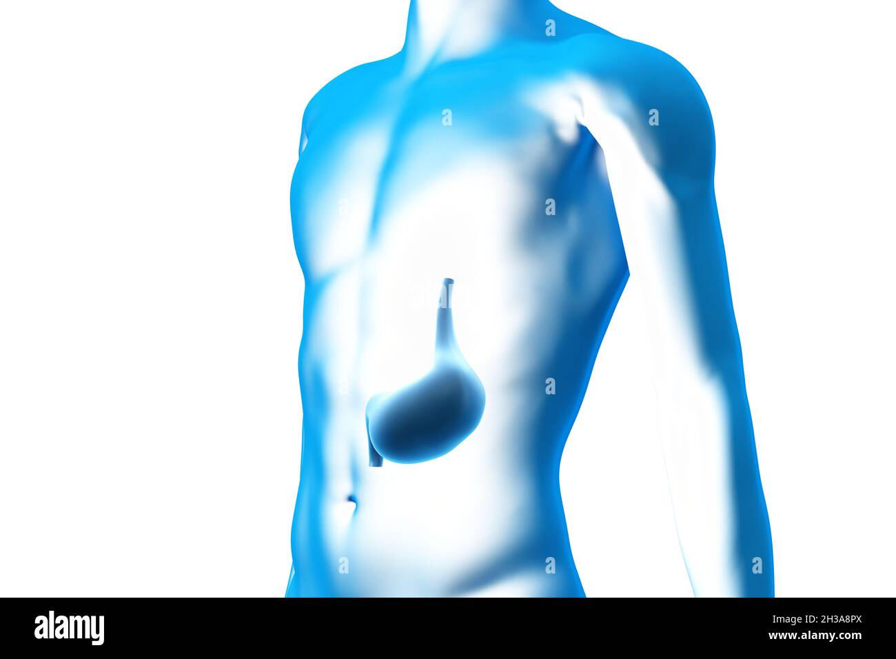 Stomaco, organo, corpo umano, modello 3D medico Foto Stock