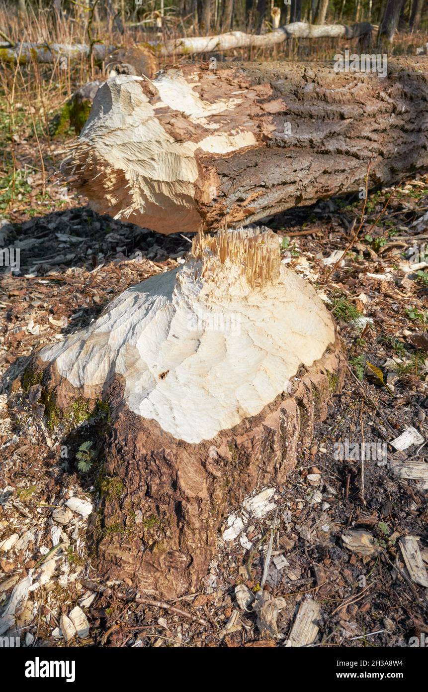 Immagine ravvicinata di un albero tagliato da bevers con segni visibili dei denti, messa a fuoco selettiva. Foto Stock