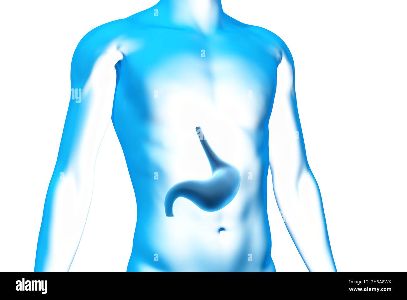 Stomaco, organo, corpo umano, modello 3D medico Foto Stock