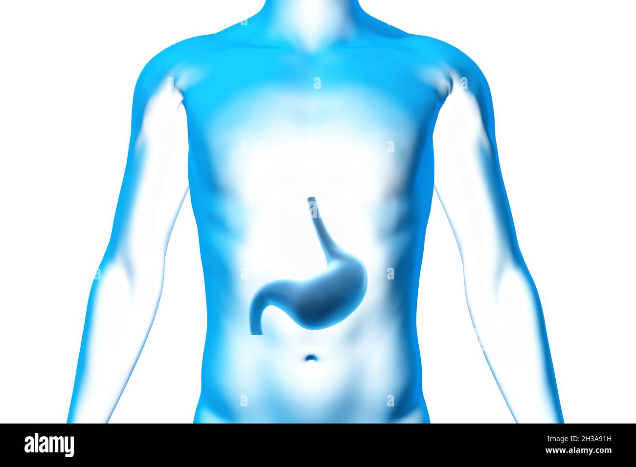 Stomaco, organo, corpo umano, modello 3D medico Foto Stock