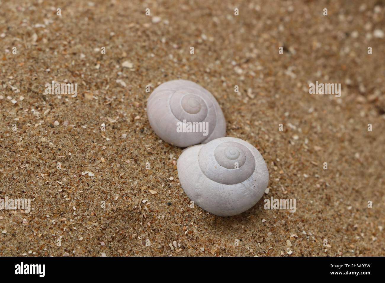 due gusci di lumaca bianca sulla sabbia Foto Stock