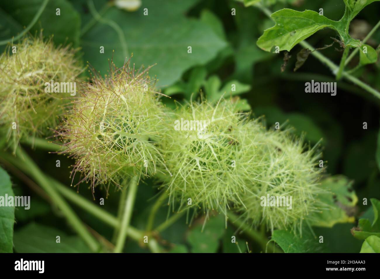Passiflora foetida (detta anche Passiflora foetida, passionflower in spintilla, maracuja selvaggia, frutto della passione del cespuglio) con sfondo naturale. In passato Foto Stock