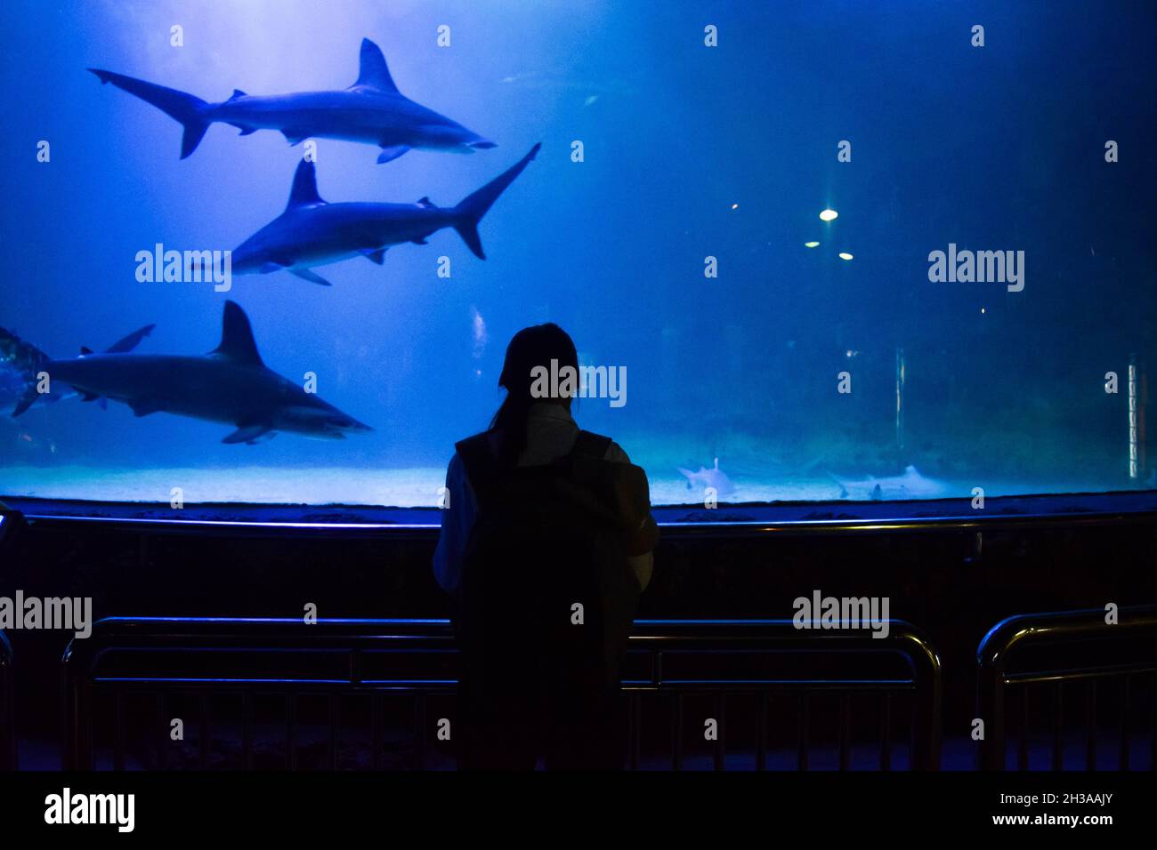 Una donna universitaria in piedi di fronte ad un serbatoio di squalo in un acquario pubblico in un tour di studio. Foto Stock