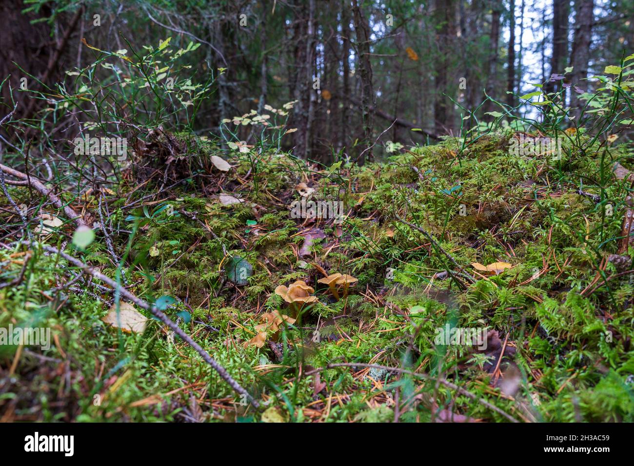 Craterellus tubaeformis un fungo di foresta comune si nasconde nel muschio, immagine dal Vasternorrland svezia. Foto Stock