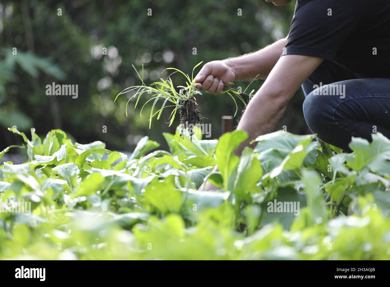 Gambe e mani maschili Weed out pianta giardinaggio nel giardino di casa Foto Stock