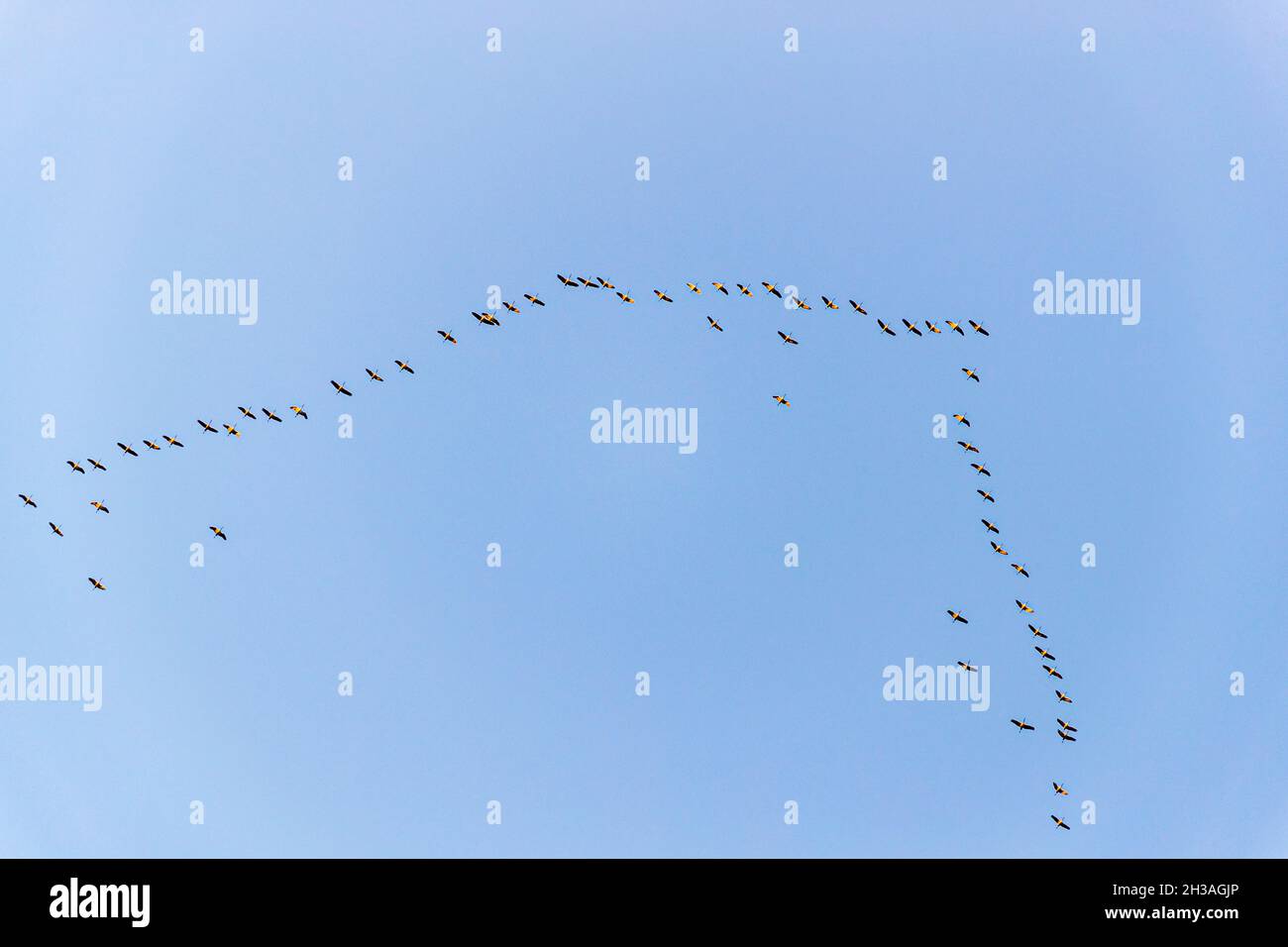 Gru che volano a sud in formazione Foto Stock