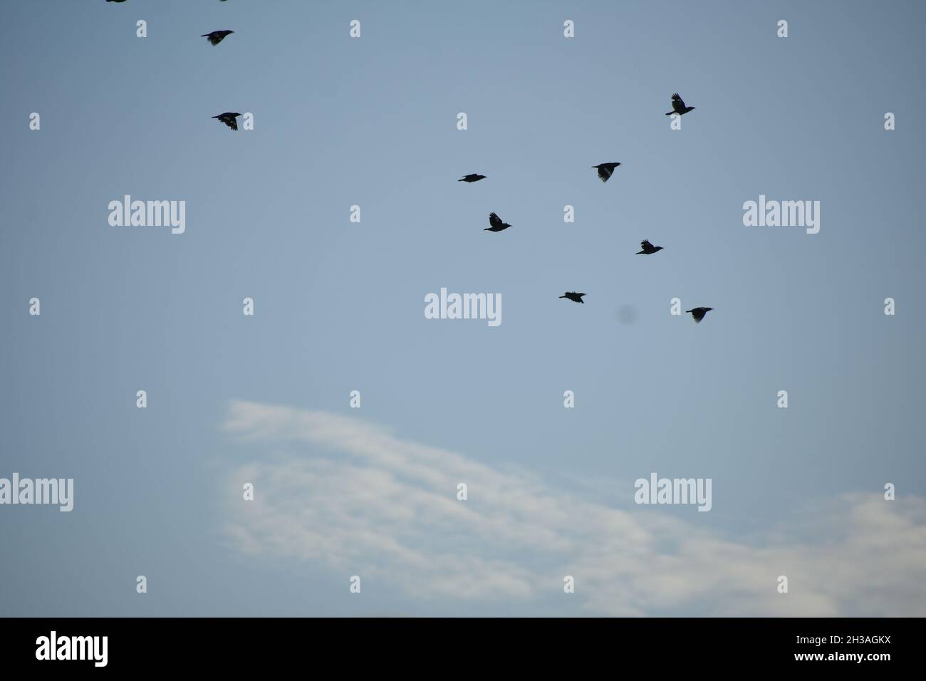 uccello che vola nel cielo. Foto Stock