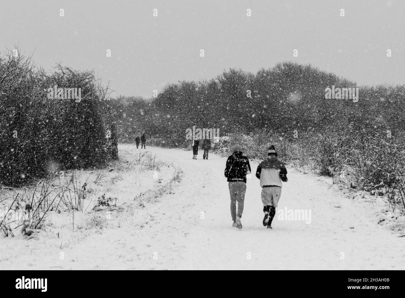 Vista generale (in B&W) degli escursionisti su Hounslow Heath durante una pesante tempesta di neve il 24 gennaio 2021. (Vedere 2H3AH08 per la versione a colori più larga.) Foto Stock