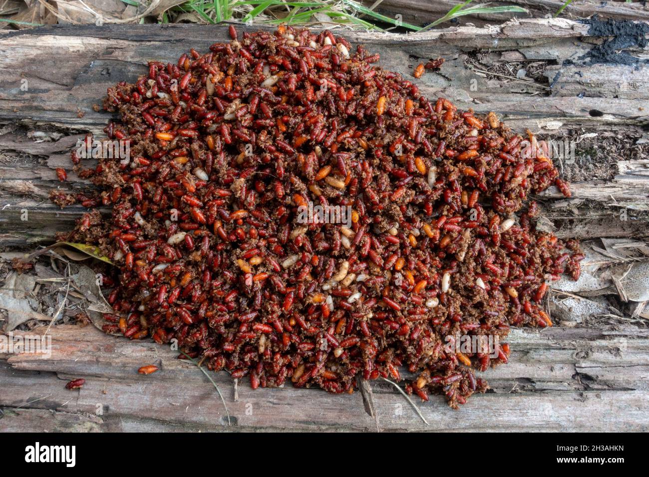 Centinaia di maggot e pupa della mosca della casa su un ceppo di legno marcio, Regno Unito. Foto Stock