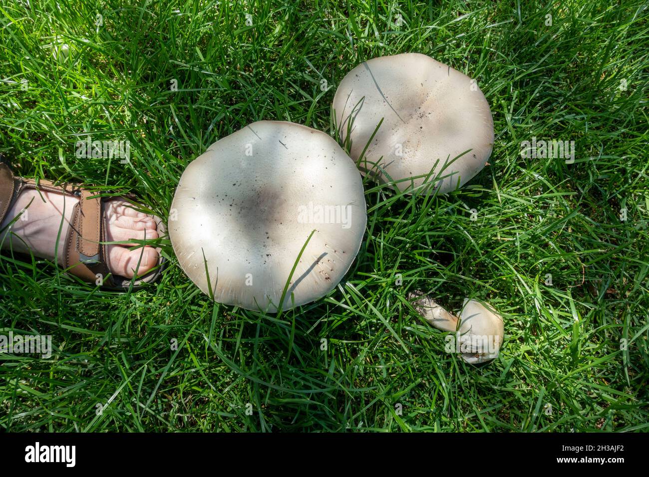 Funghi massicci (non identificati) accanto ad un piede piccolo. Foto Stock